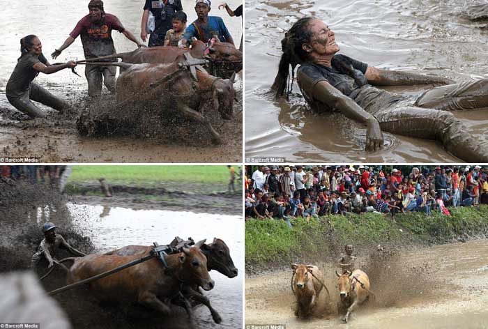 Pacu Jawi, Kiat Petani Sumatera Barat Rayakan Hasil Panen Padi